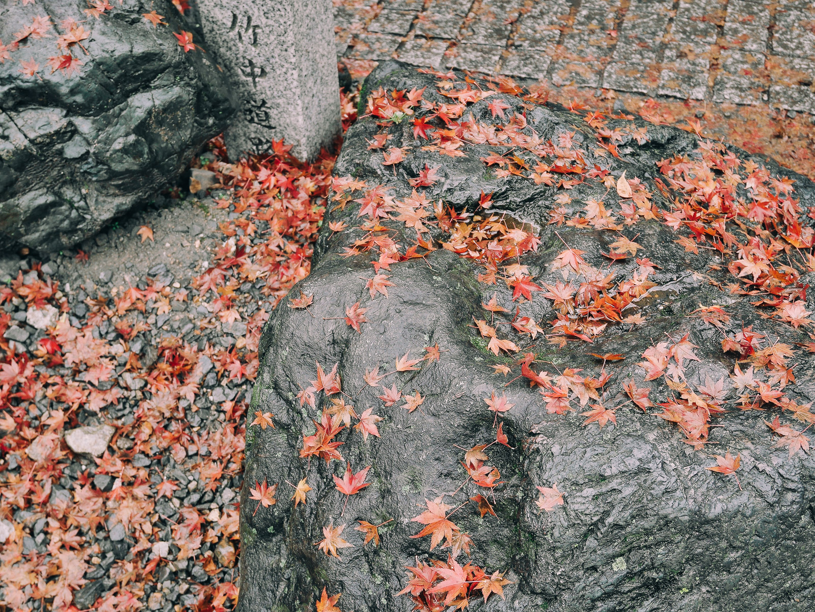 Fall Foliage Tours 2014 – 栃木、茨城、京都の紅葉